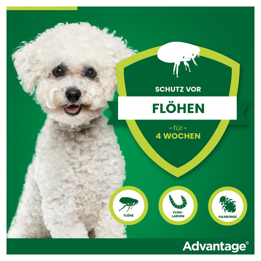 Advantage 100 Hunde 4-10 kg 4 St