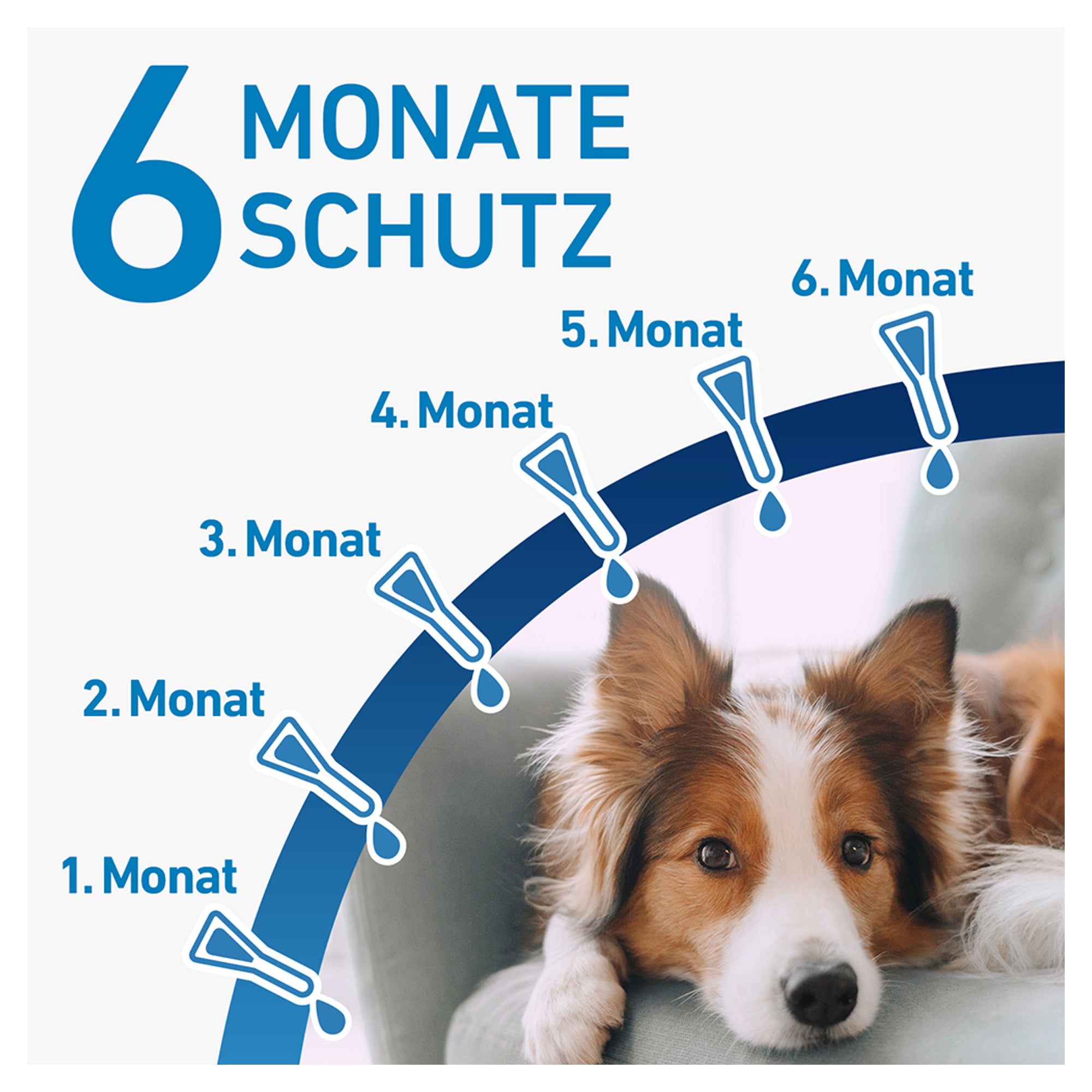 Erfahrungen zu Frontline Spot On gegen Zecken und Flöhe bei Hunden bis 2 10 kg medpex