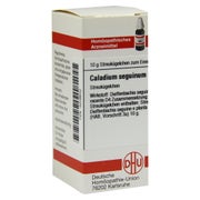 Caladium Seguinum D 4 Globuli 10 g