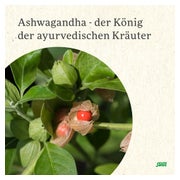 Salus Neuro Balance Ashwagandha Tonikum 250 ml