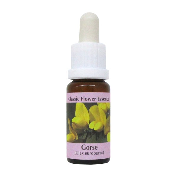 PHI Essences – Gorse Bachblüte Nr. 13 - 1 St