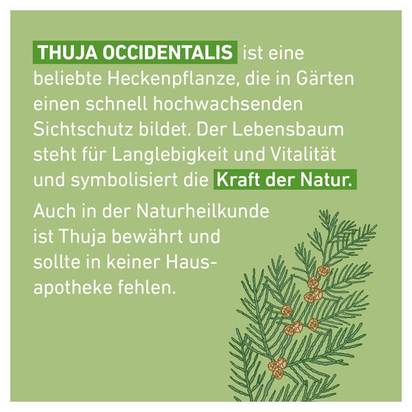Thuja Extern Tinktur Pflger 20 ml gnstig kaufen | medpex