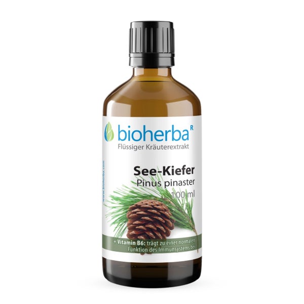 Seekiefer Pinus Pinaster Extrakt Tropfen 100 ml